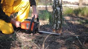 Best Fruit Tree Pruning  in Weston Mills, NY
