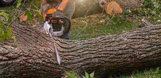 Best Tree Risk Assessment  in Weston Mills, NY