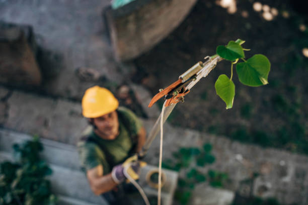 Best Tree Removal  in Weston Mills, NY
