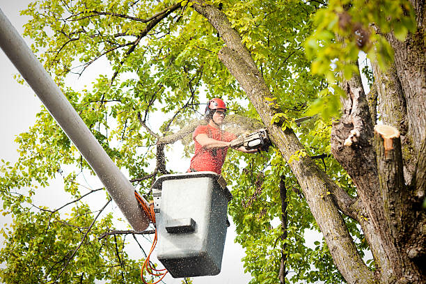 Best Tree Maintenance Programs  in Weston Mills, NY