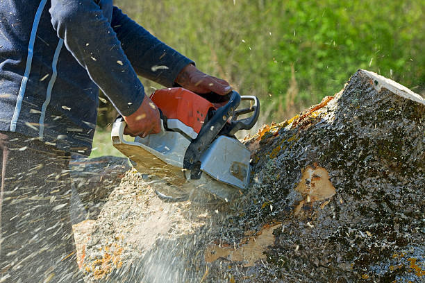 Best Commercial Tree Services  in Weston Mills, NY