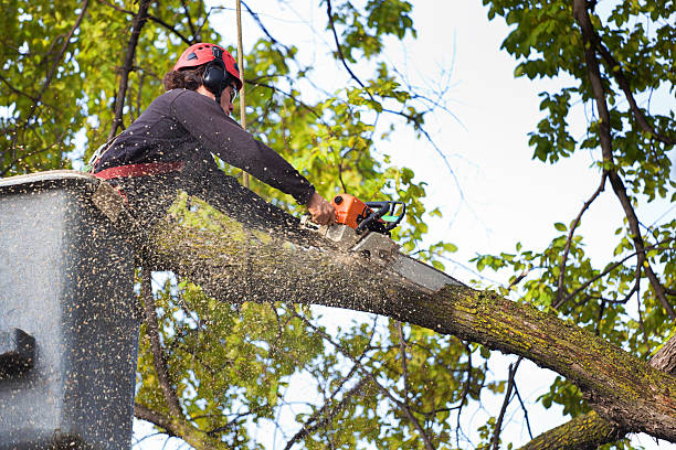Best Tree Trimming and Pruning  in Weston Mills, NY